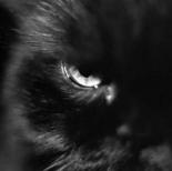 Черный  Кот
