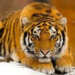 Tigress T
