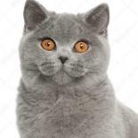 Морская  Кошечка