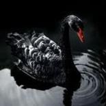 The Black  Swan