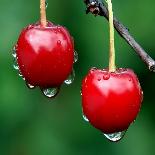 Sweet Cherry