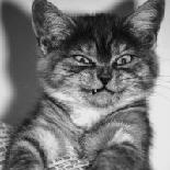 Аришка Студенцова