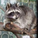 Poonduh Raccoon