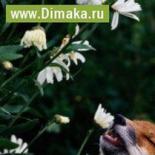 Рина  Лескова